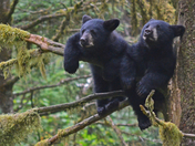 Anan Wildlife Observatory