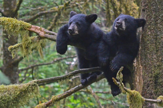 Anan Wildlife Observatory