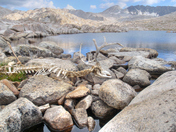 Kings Canyon National Park
