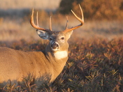 Shenandoah National Park