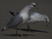 Assateague National Seashore
