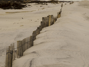 Assateague National Sea Shore