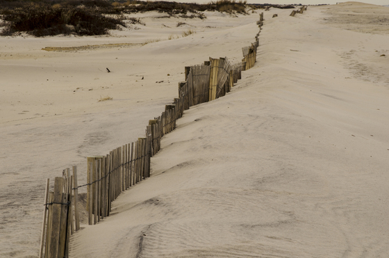 Assateague National Sea Shore