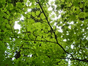 Redwood National Park