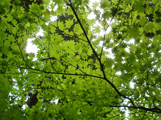 Redwood National Park