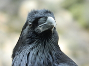 Yosemite National park