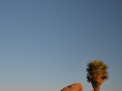Joshua Tree National Park