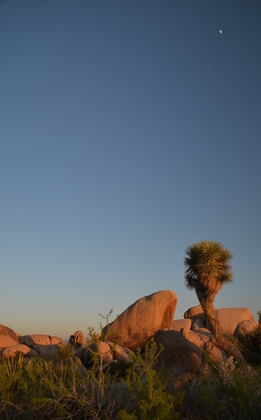 Joshua Tree National Park