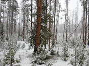 Yellowstone National Park
