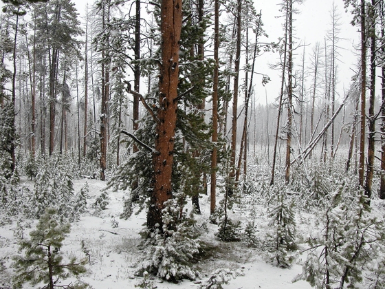 Yellowstone National Park
