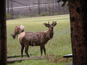Yellowstone National Park