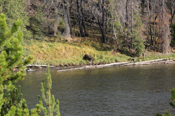 yellowstone national park