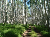 Gunnison National Forest