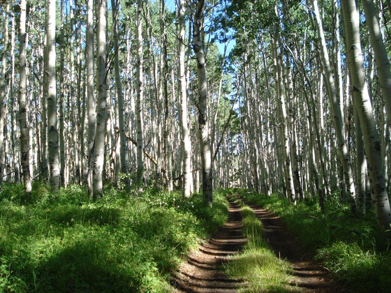 Gunnison National Forest