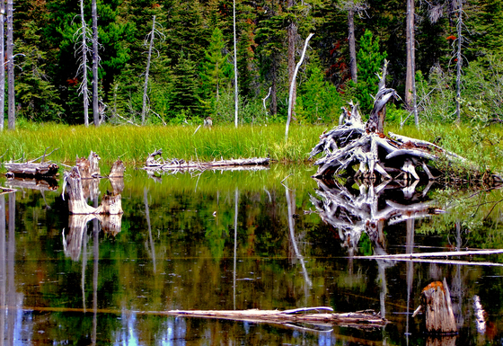 Glacier National Park