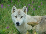 Katmai National Park