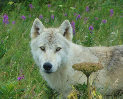 Katmai National Park