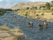 Yellowstone National Park
