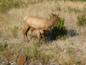 Yellowstone National Park