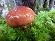 Tongass National Park