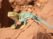 Colorado National Monument