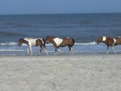 Asseateague Island National Seashore