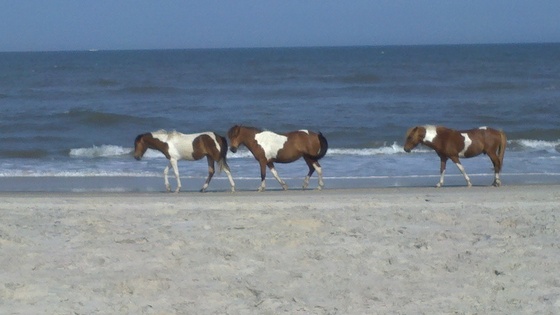 Asseateague Island National Seashore