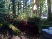 Mount Rainier National Park