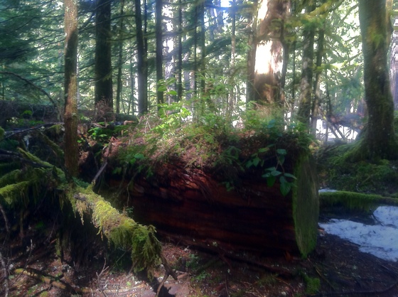 Mount Rainier National Park