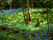 Olympic National Park
