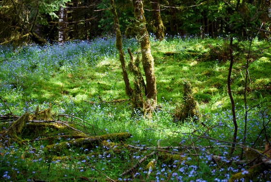 Olympic National Park
