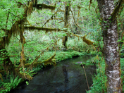 Olympic National Park