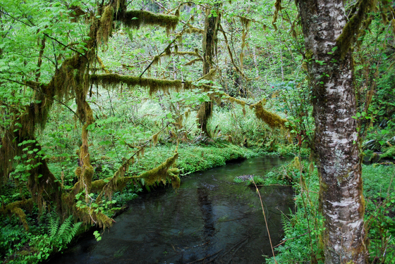 Olympic National Park