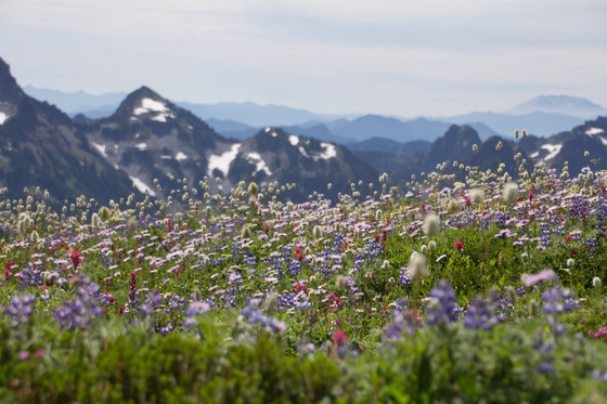 Mt. Rainier