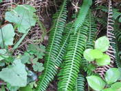 Redwood National Park