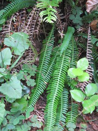 Redwood National Park