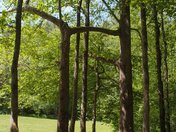 Great Smoky Mountains National Parl