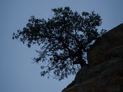 Coronado National Forest