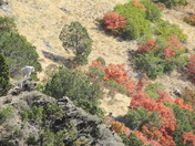 Uinta-Wasatch-Cache National Forest
