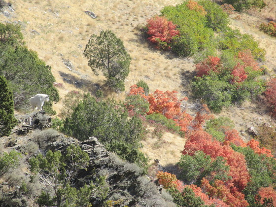 Uinta-Wasatch-Cache National Forest