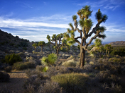 Joshua Tree National Park