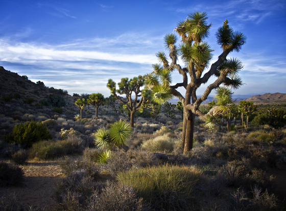 Joshua Tree National Park