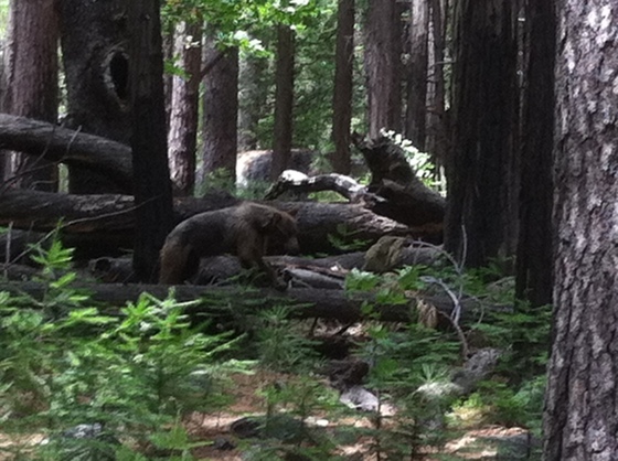 yosemite