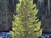 Caribou-Targhee National Forrest