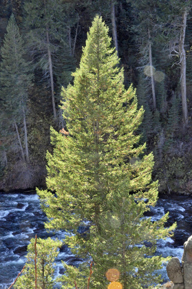 Caribou-Targhee National Forrest
