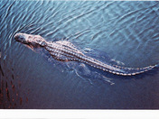 Everglades National Park