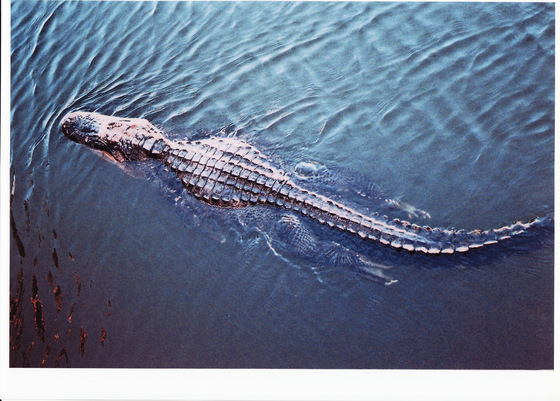 Everglades National Park