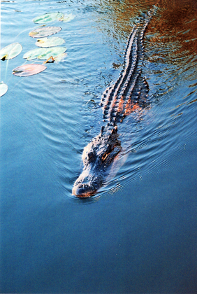 Everglades National Park