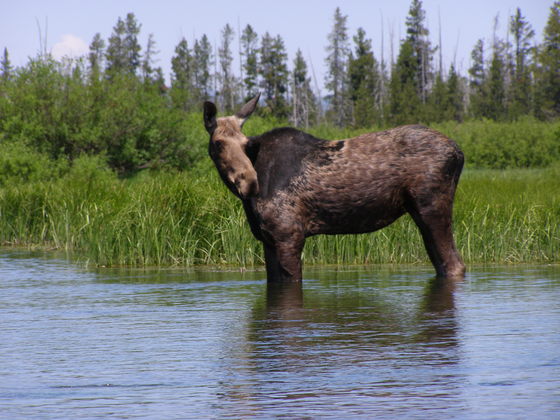 Yellowstone