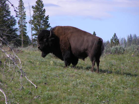 Yellowstone